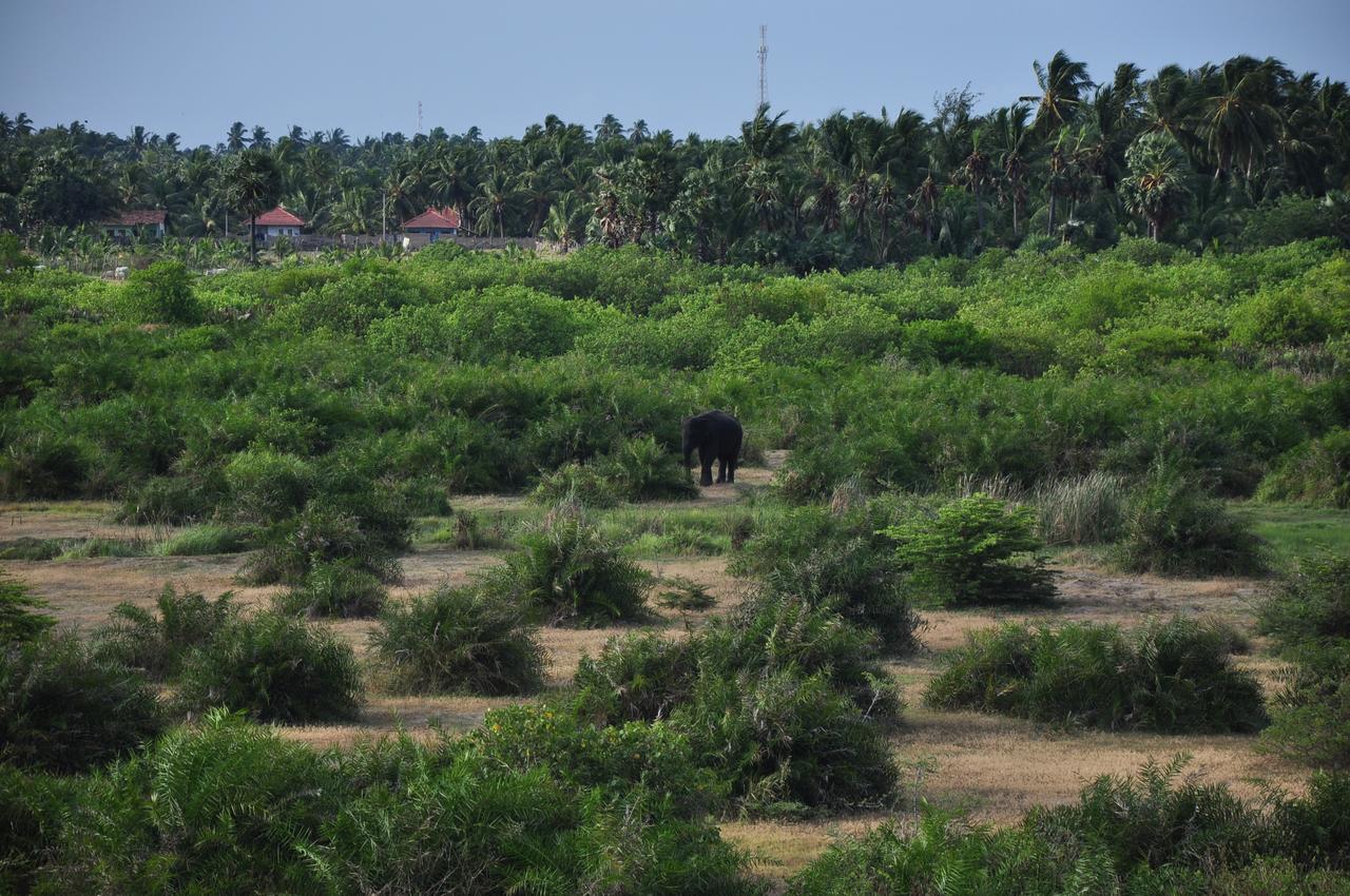 Shim Beach Resort Arugam Bay Exterior foto